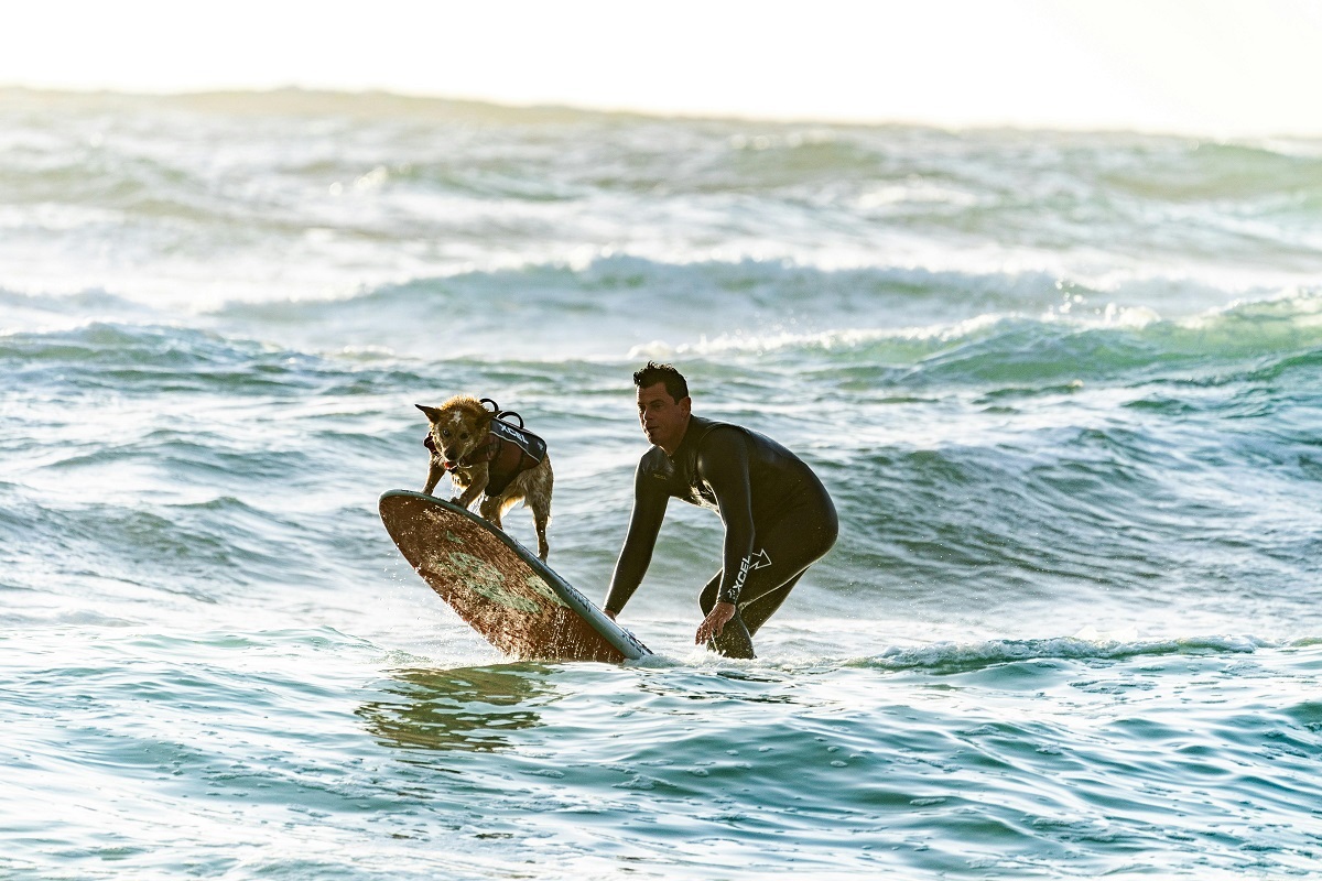 Diferentes tipos de pranchas de surf apoiadas na areia da praia